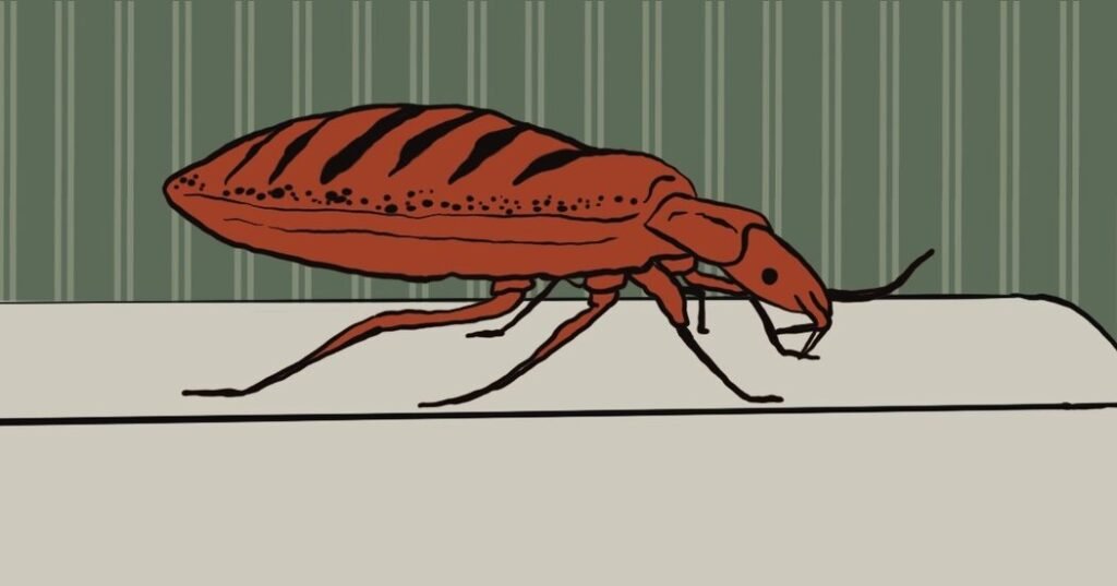 There Are Bed Bugs! How Do I Cancel My Lease?