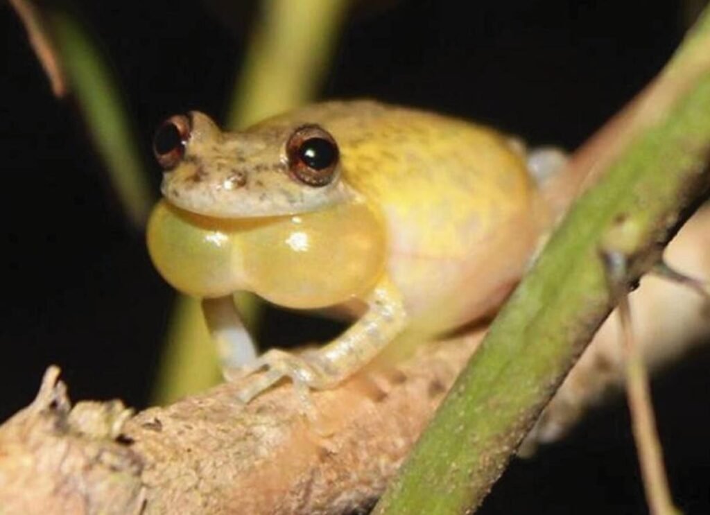 Scientists Discover Stunning New Species Of Tree Frog With A