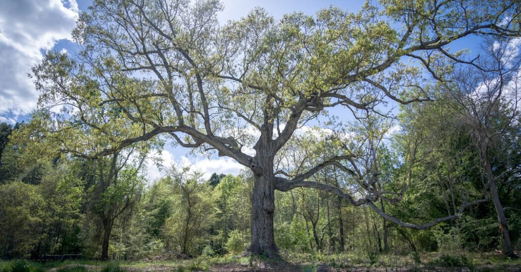 Why Eco Friendly Gardeners Don't Cut Down Dead Trees